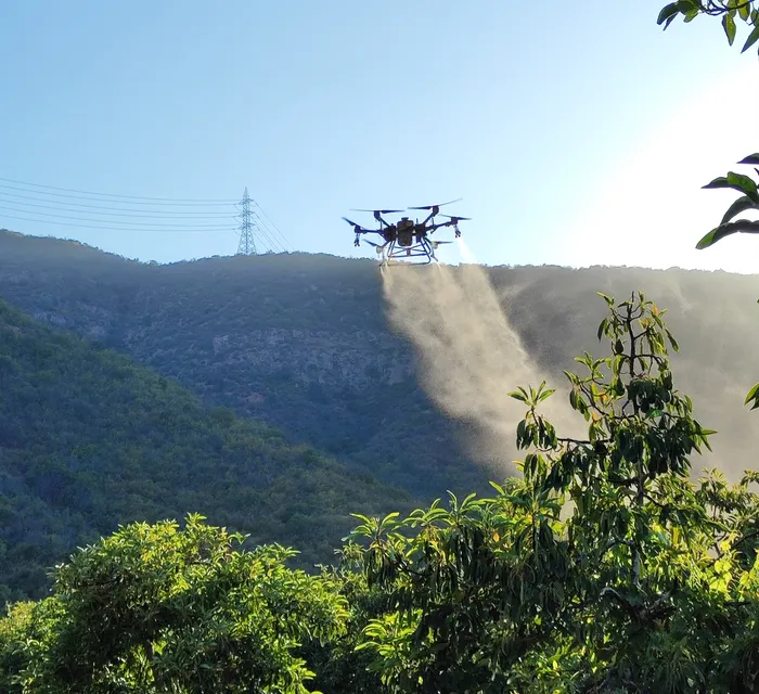 Aplicación foliar con dron de bioestimulante en paltos para mejorar la cuaja